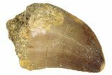 Fossil Mosasaur (Prognathodon) Tooth - Morocco #286344-1
